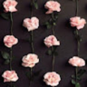 Meet your Posher, Ainsley